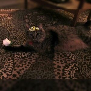 Meet your Posher, Reina